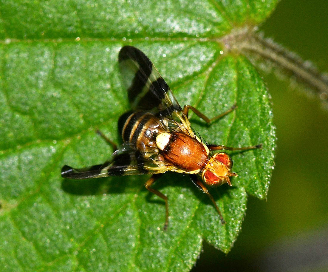 Ali zebrate: Rhagoletis completa, Tephritidae