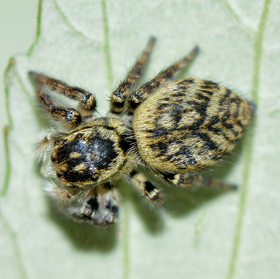 Carrhotus xanthogramma  - Ceriale localit Peagna (SV)