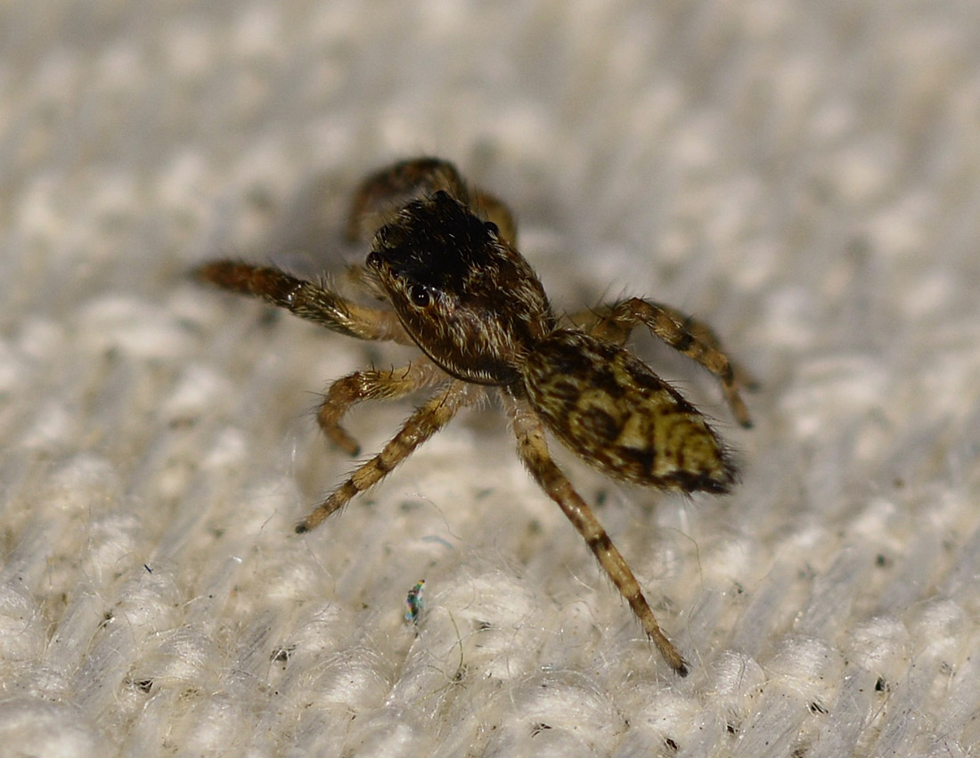 Salticidae: Marpissa muscosa - Bannio Anzino(VB)