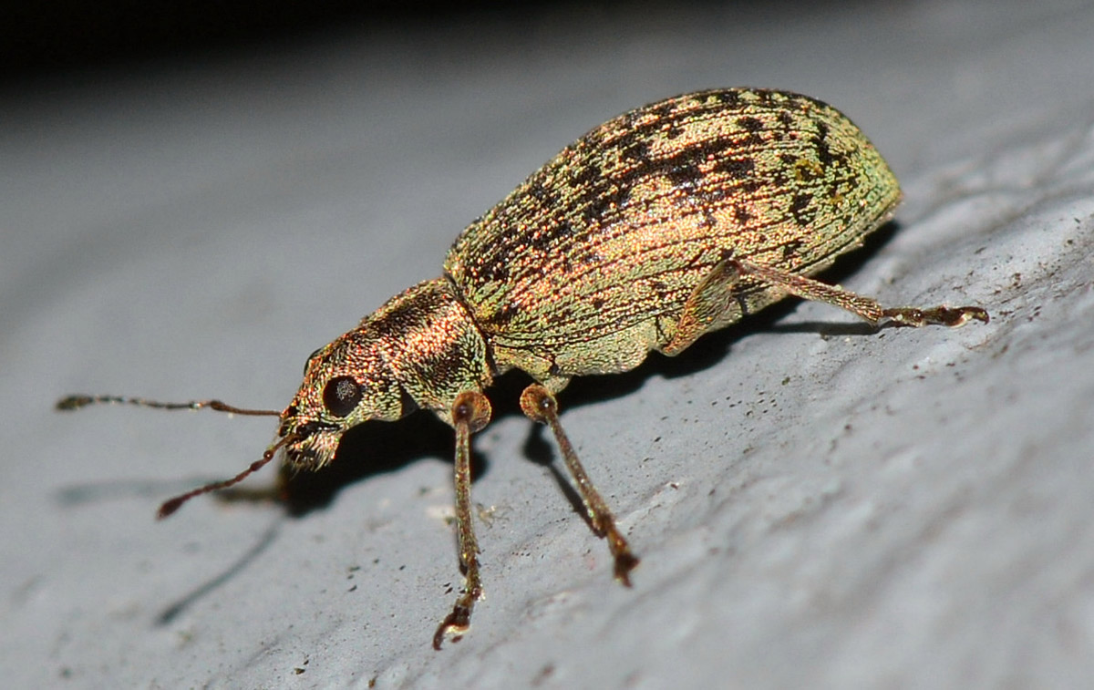 Curculionidae: Polydrusus cervinus