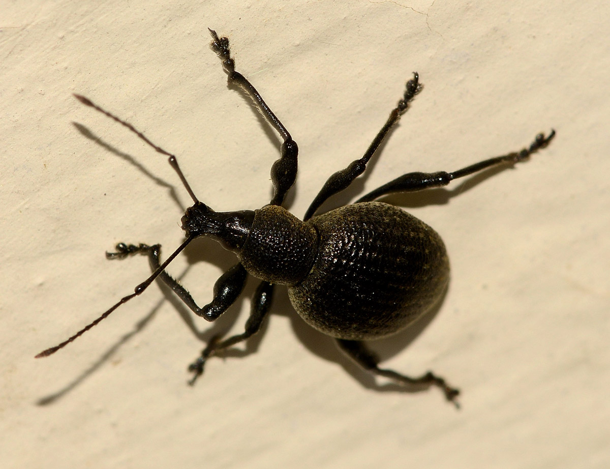 Curculionidae: Otiorhynchus salicicola