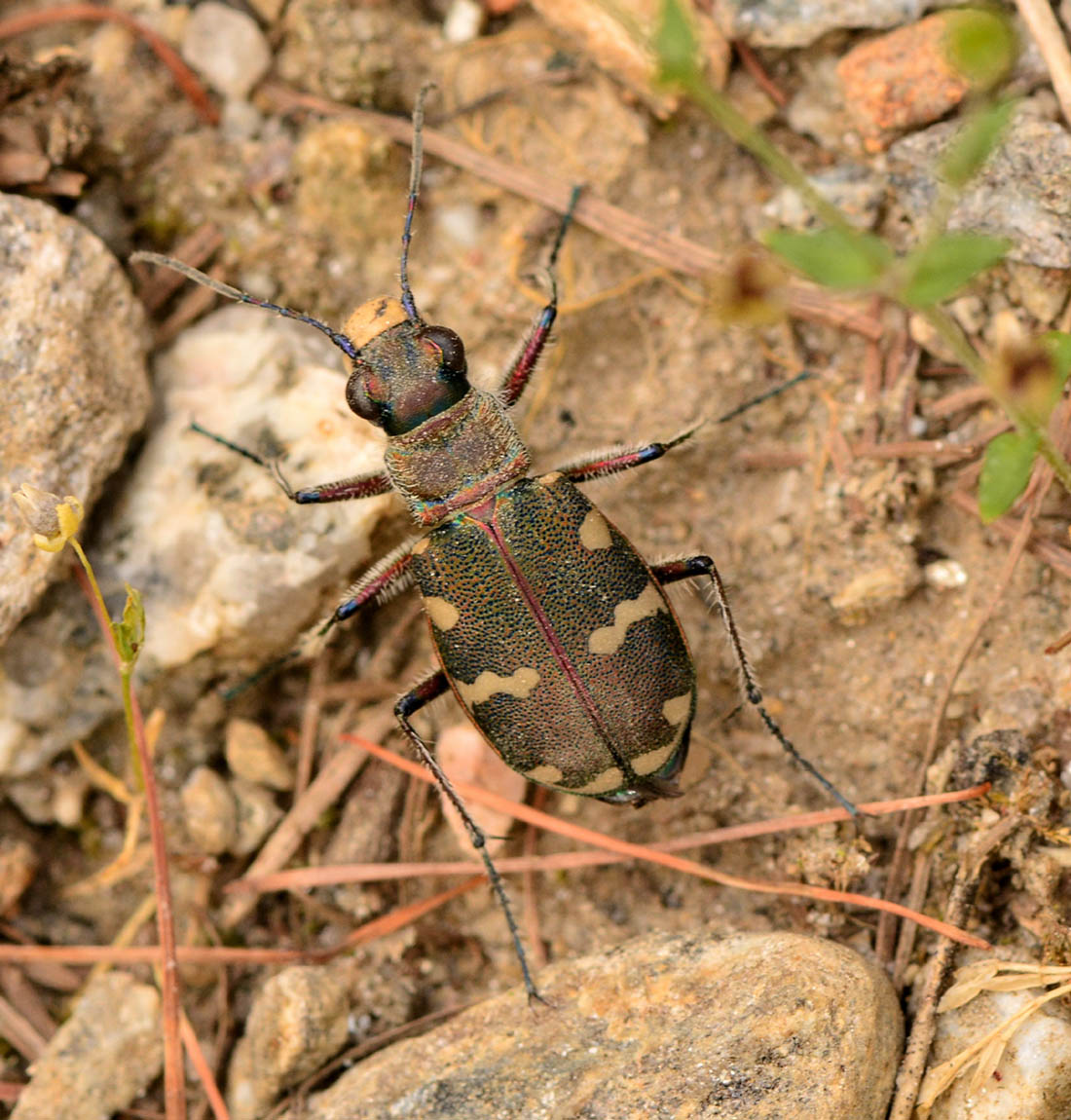 Cicindela hybrida