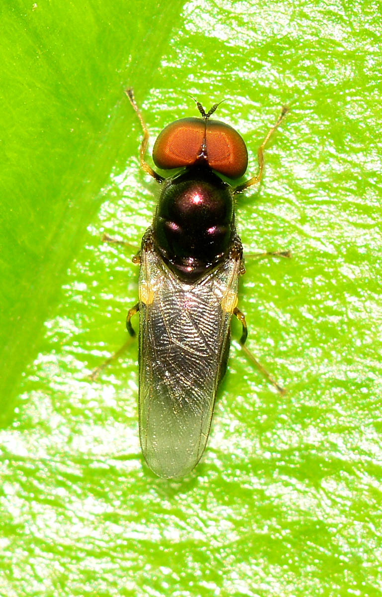 Grandi occhi rossi: Microchrysa polita  maschio (Stratiomyidae)