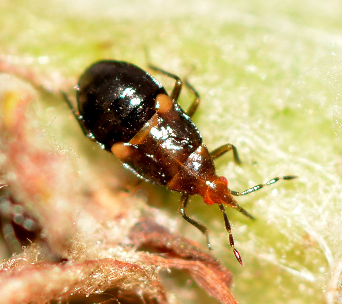 Anthocoridae: ninfa di  Anthocoris sp. su melo