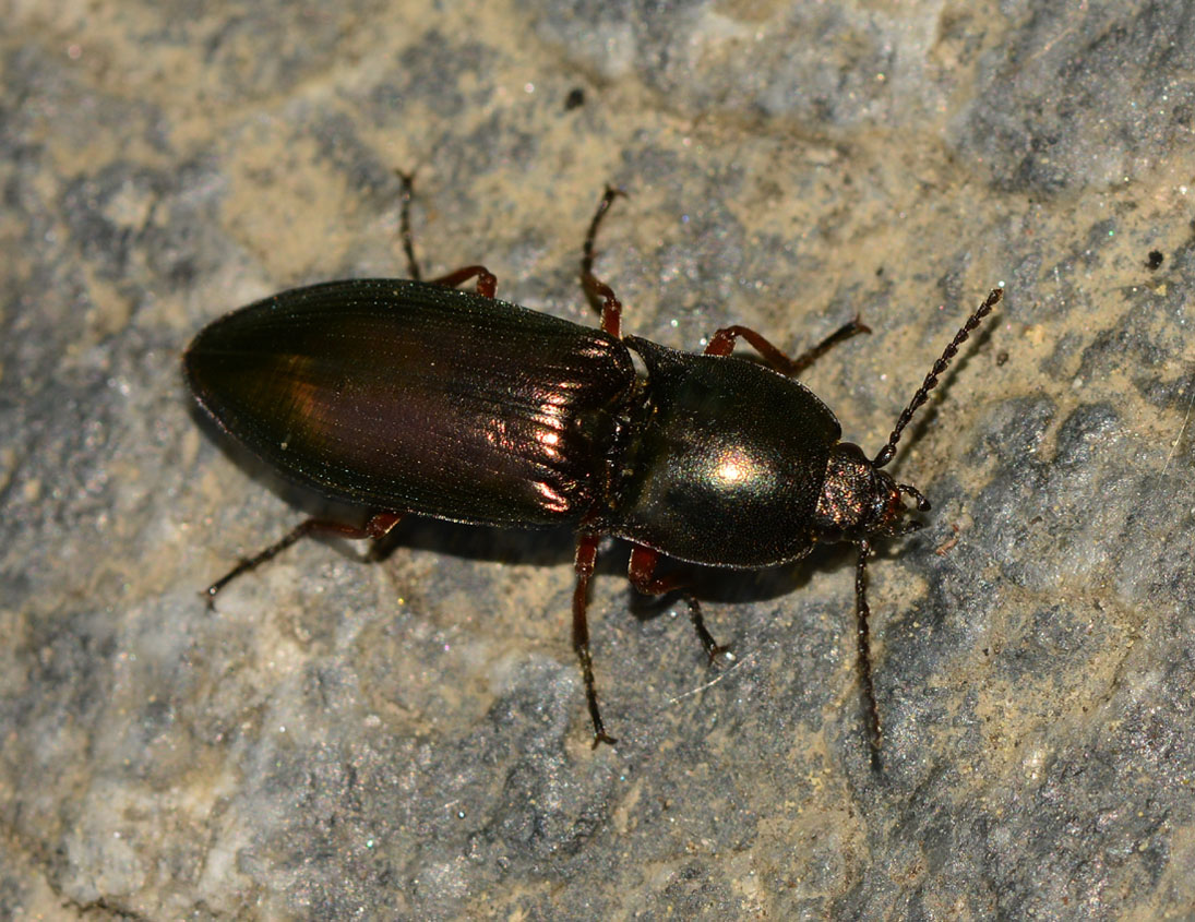 Tenebrionidae ?  No, Elateridae: Selatosomus aeneus