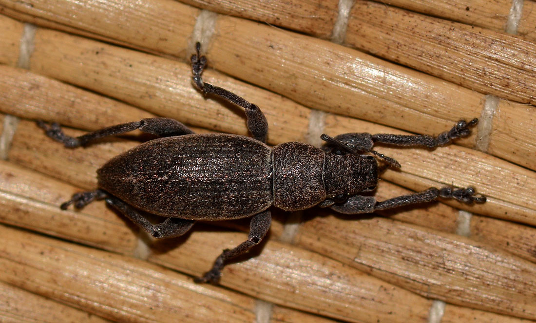 Curculionidae sardo:  Brachyderes grisescens