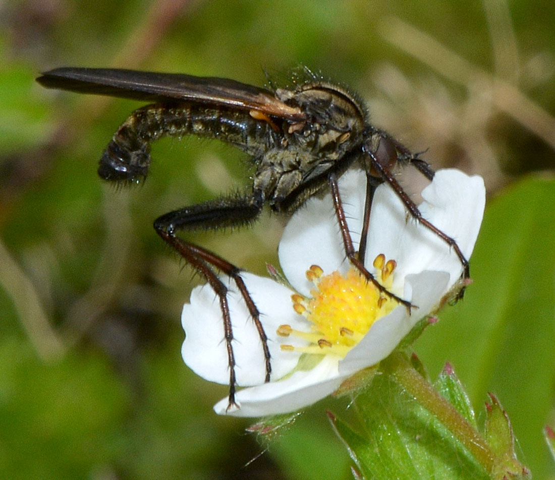 Empis tessellata maschio (Empididae)