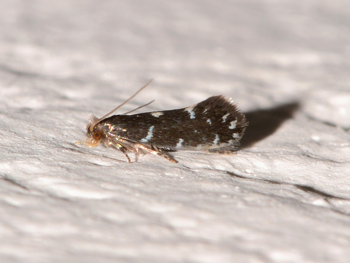 Piccola da id - Cfr. Infurcitinea argentimaculella, Tineidae