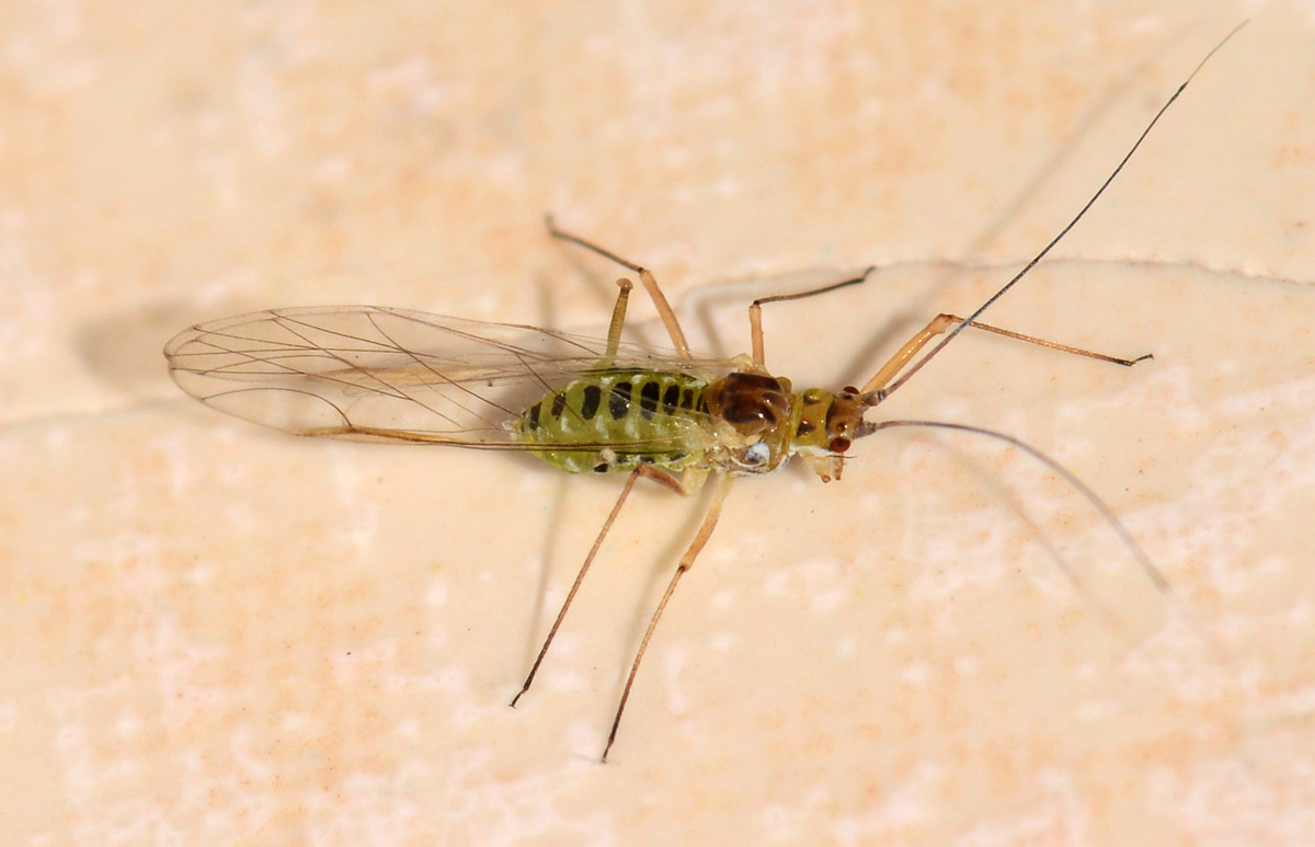 Drepanosiphum platanoidis femmina vivipara alata (Aphididae)