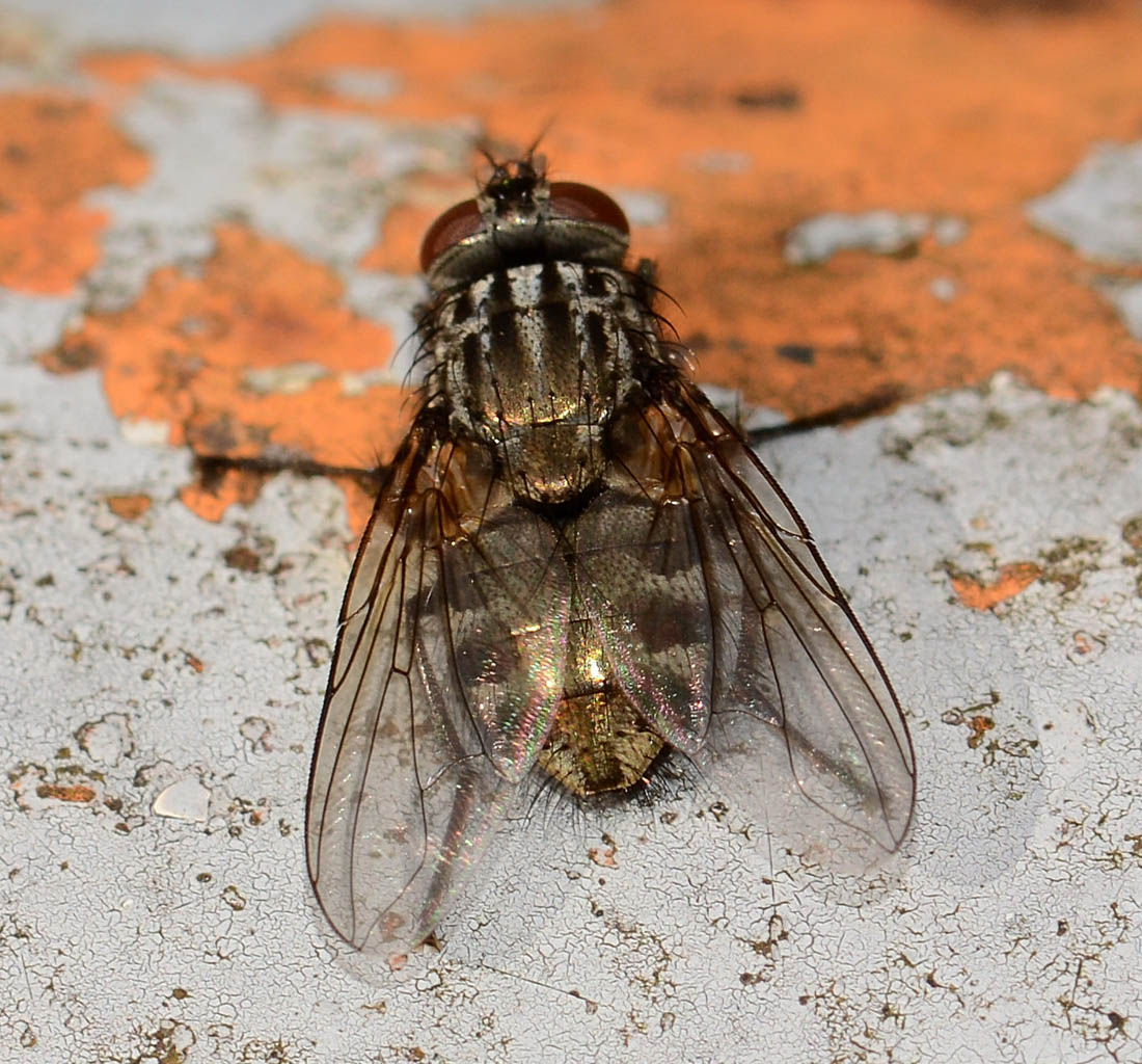 Dasyphora sp. (Muscidae)