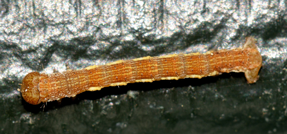 Piccola larva - Erannis defoliaria