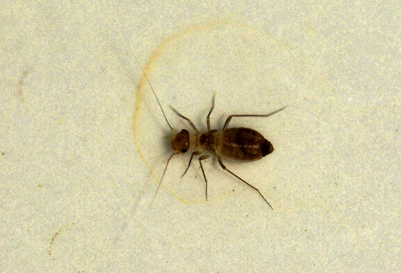 Psocoptera da id