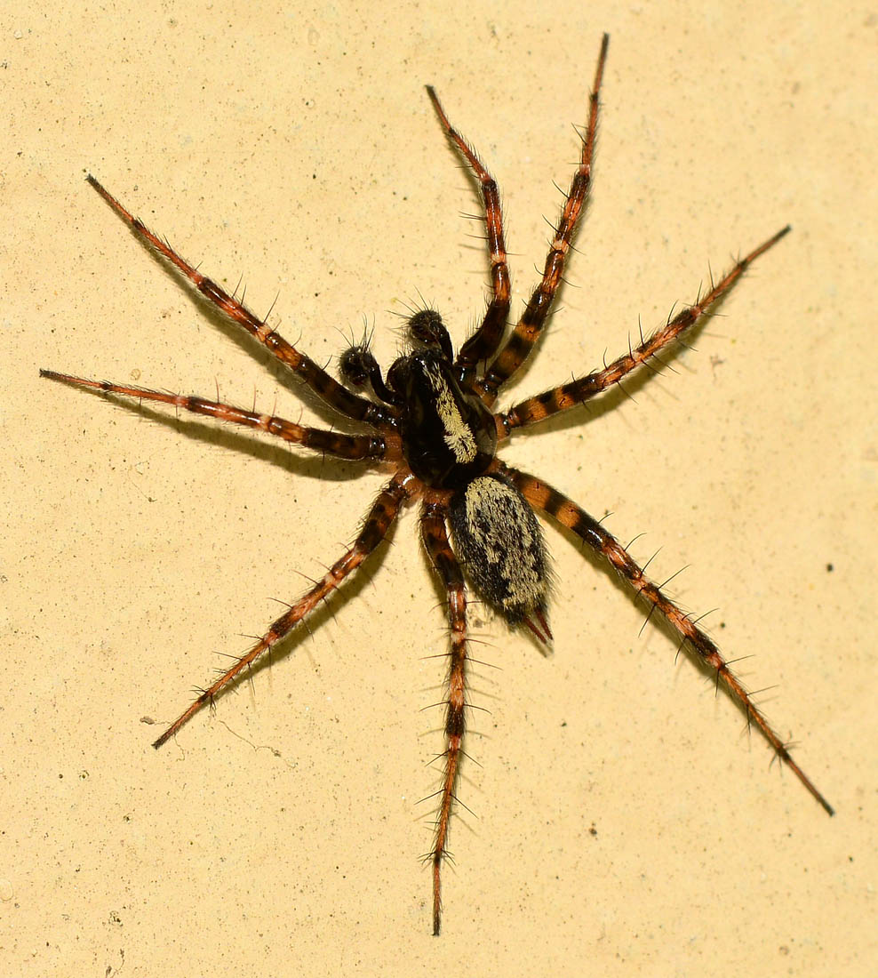 Lycosidae?  No, Agelenidae: Textrix sp.  - Bannio Anzino (VB)