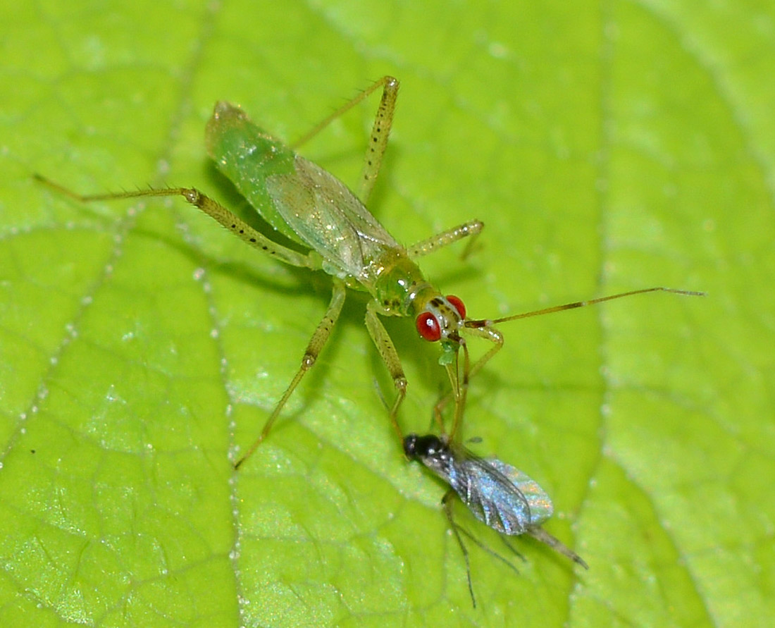 Miridae:   Dicyphus cfr. flavoviridis,  femmina adulta