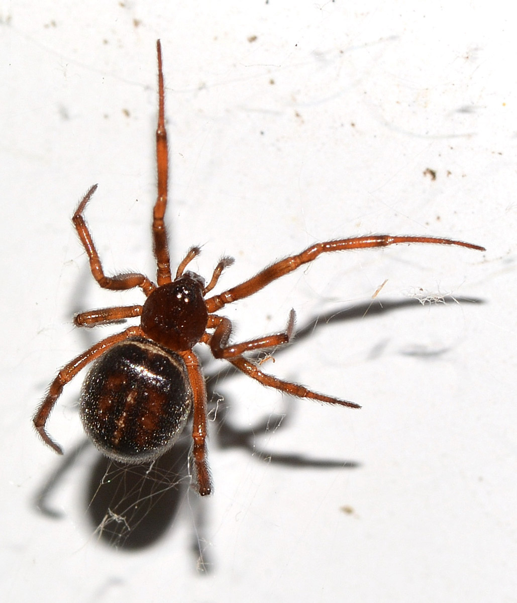 Theridiidae: Steatoda bipunctata - Bannio Anzino (VB)