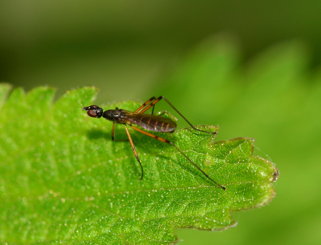 Micropezidae