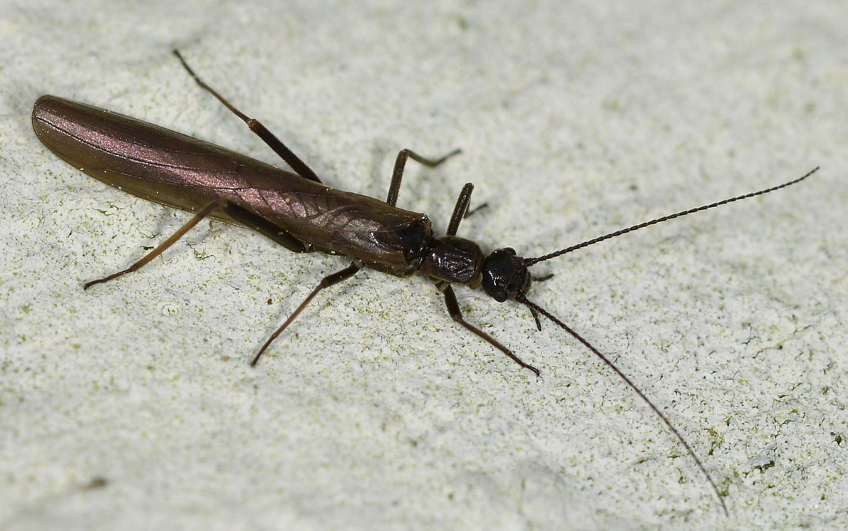 Plecoptera: Leuctra sp. (Leuctridae) di  Bannio Anzino (VB)