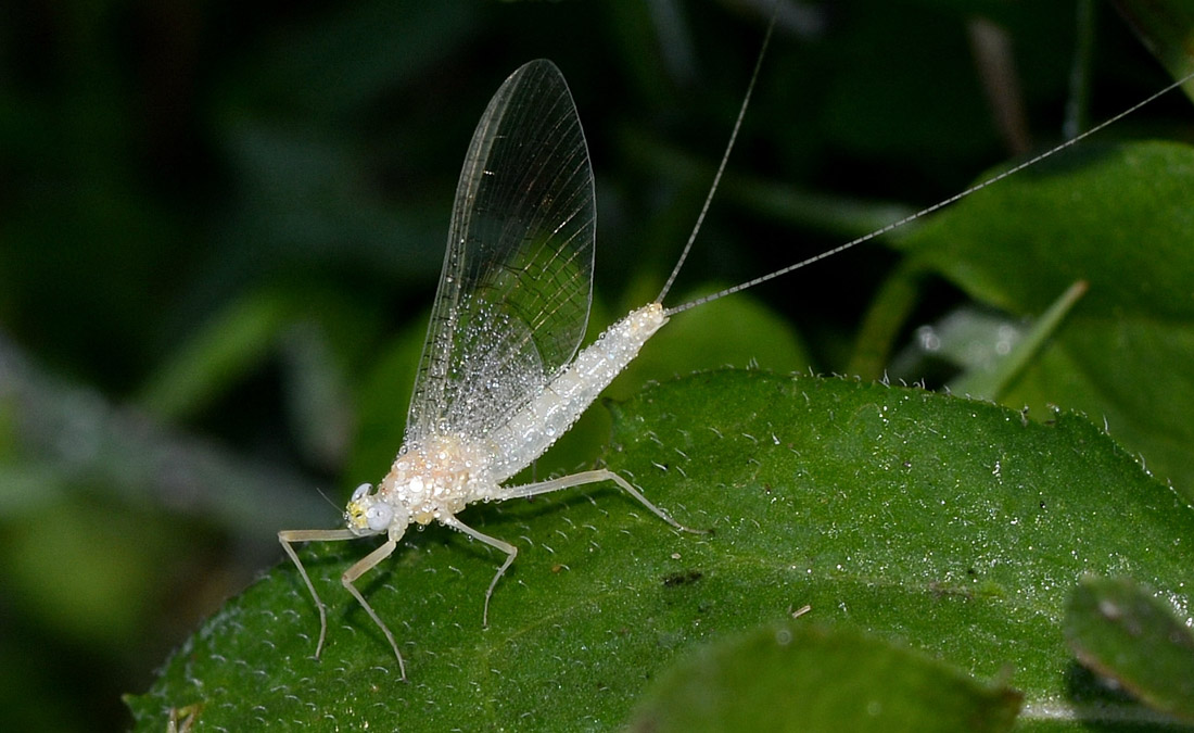 Heptagenia cfr. longicauda (Heptageniidae)
