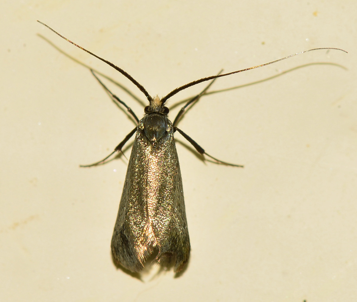 Adelidae: Adela reaumurella