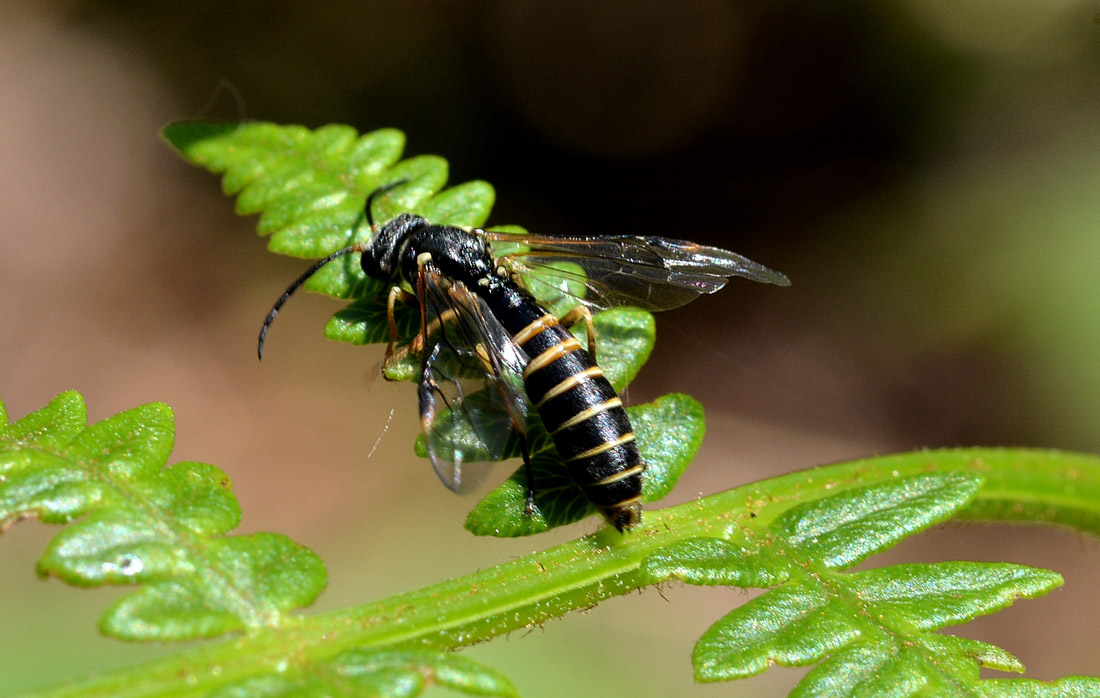 Strongylogaster (multifasciata?) predato da Rhynocoris annulatus (Heteroptera Reduviidae)