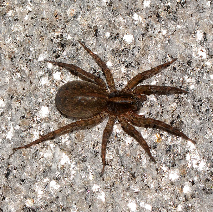 Lycosidae: Trochosa sp. - Bannio Anzino  (VB)