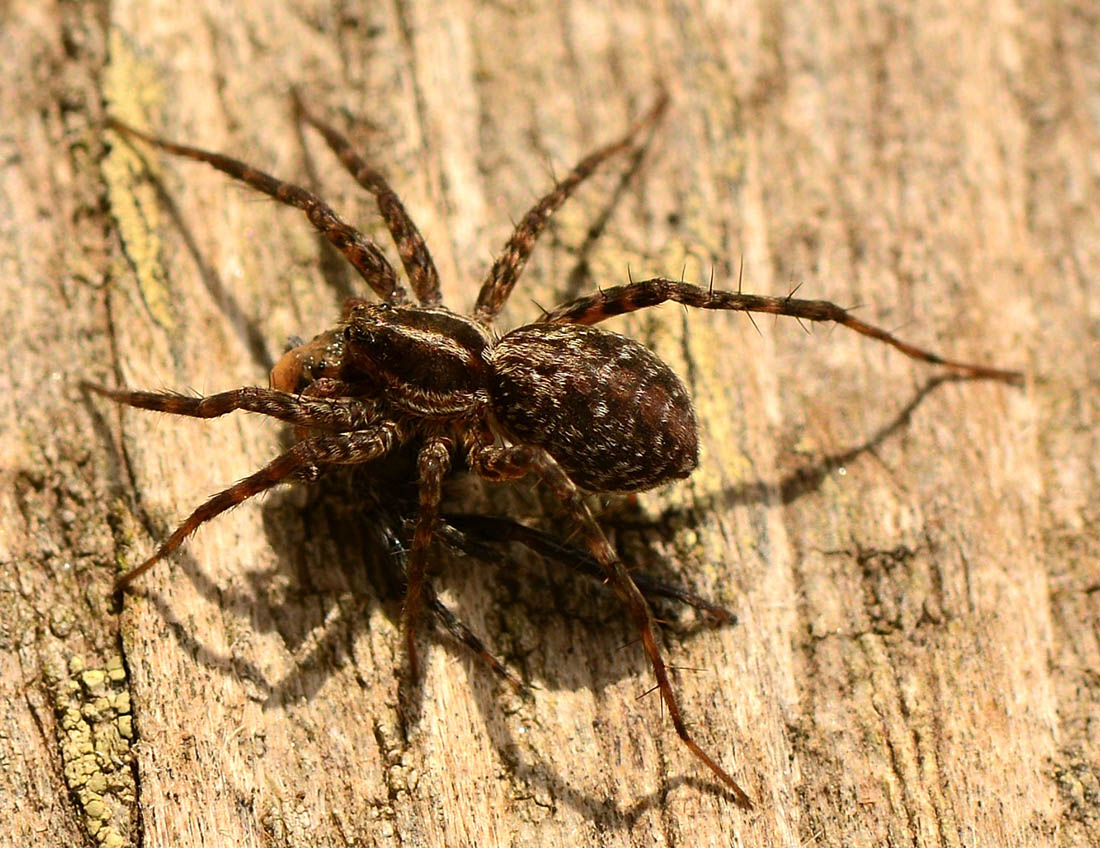 Lycosidae: Pardosa sp. - Val di Rabbi (TN)