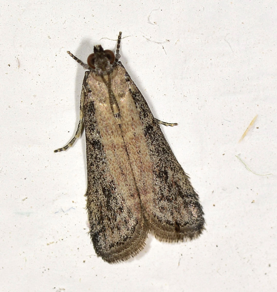 Pyralidae, Ephestia unicolorella