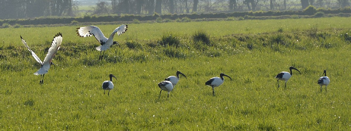 Ibis sacro  (Threskiornis aethiopicus)