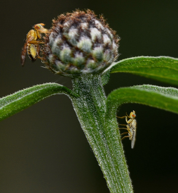 Ensina sonchi (Tephritidae) maschio