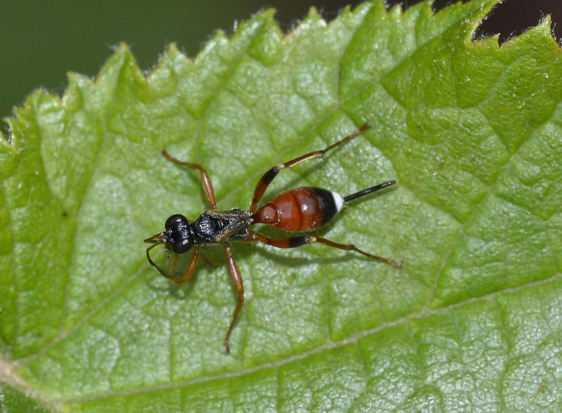 Ichneumonidae Cryptinae: Agrothereutes abbreviatus