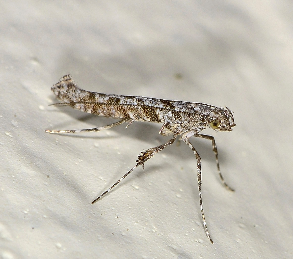 Pagliuzza...Gracillariidae: Caloptilia cuculipennella