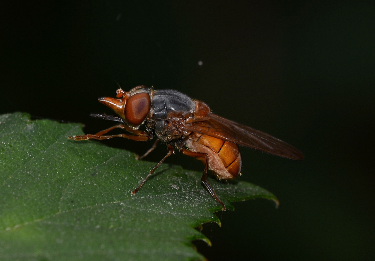 Femmina di Rhingia campestris (Syrphidae)