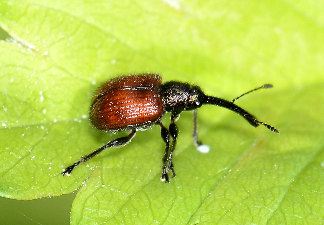 Rhynchitidae: Tatianaerhynchites aequatus