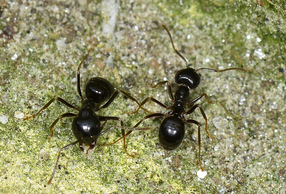 Formicidae: Lasius (Dendrolasius) fuliginosus