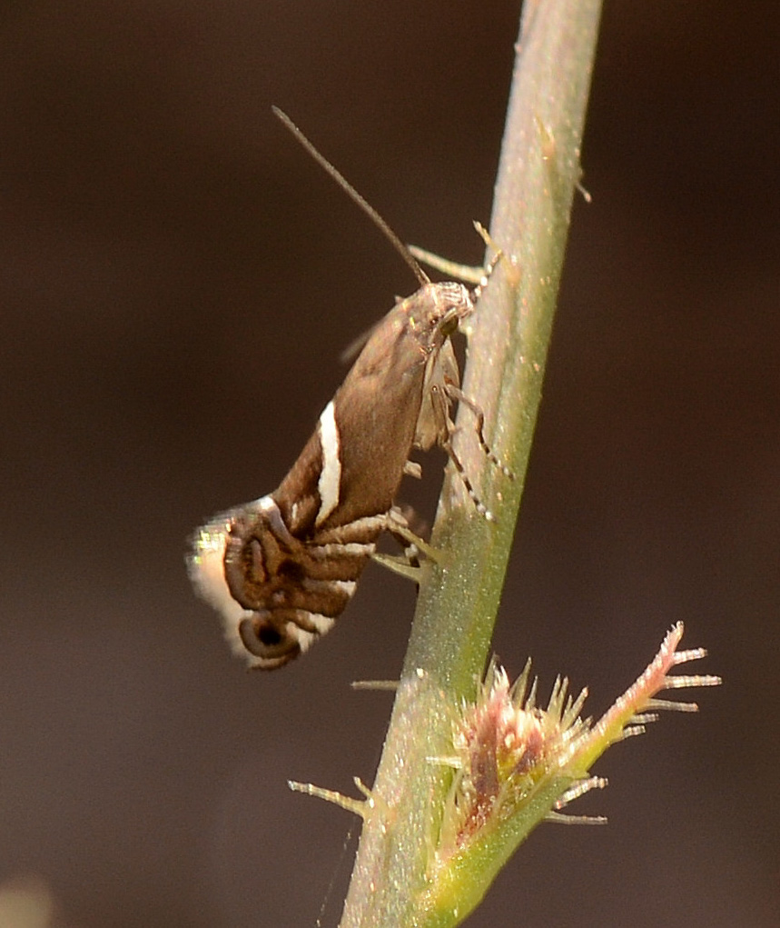 Glyphipterix sp. (Glyphipterigidae)