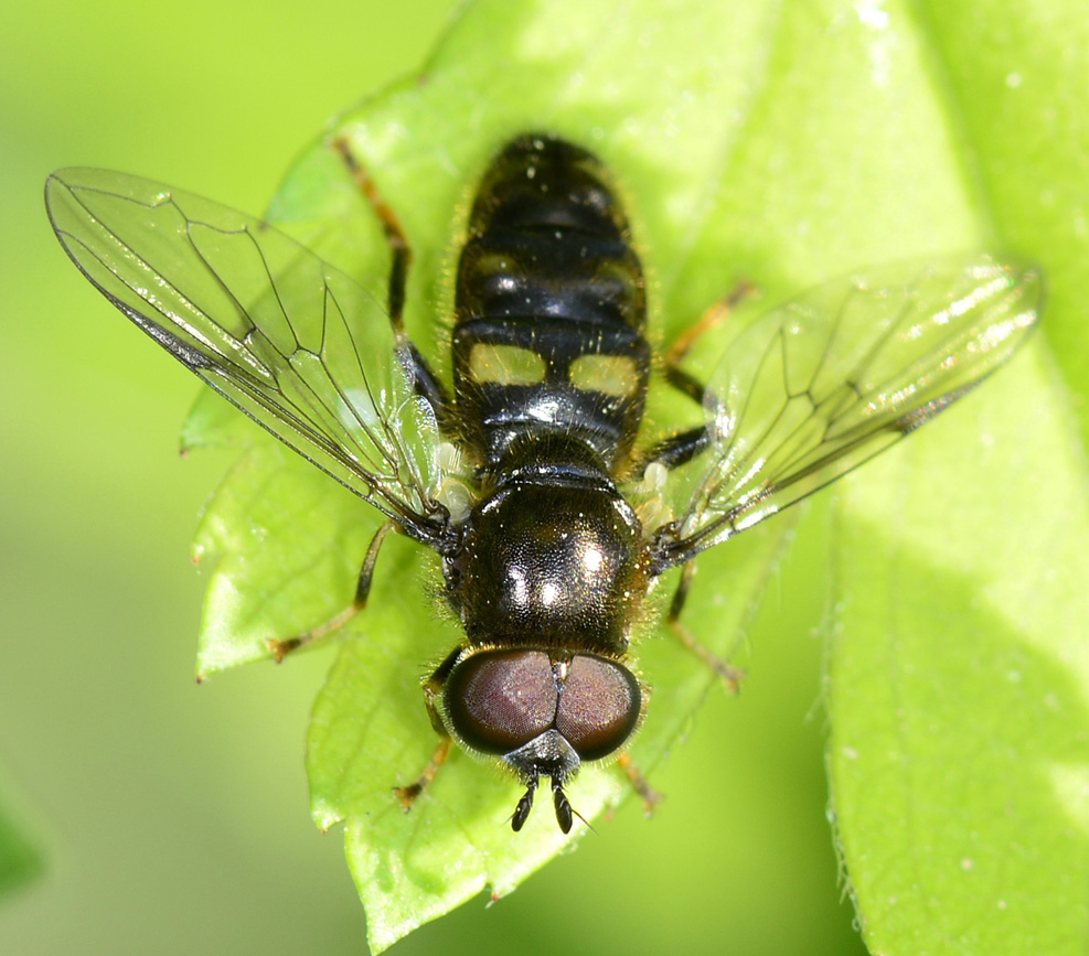 Syrphidae ? Si.  Pipiza fenestrata, maschio