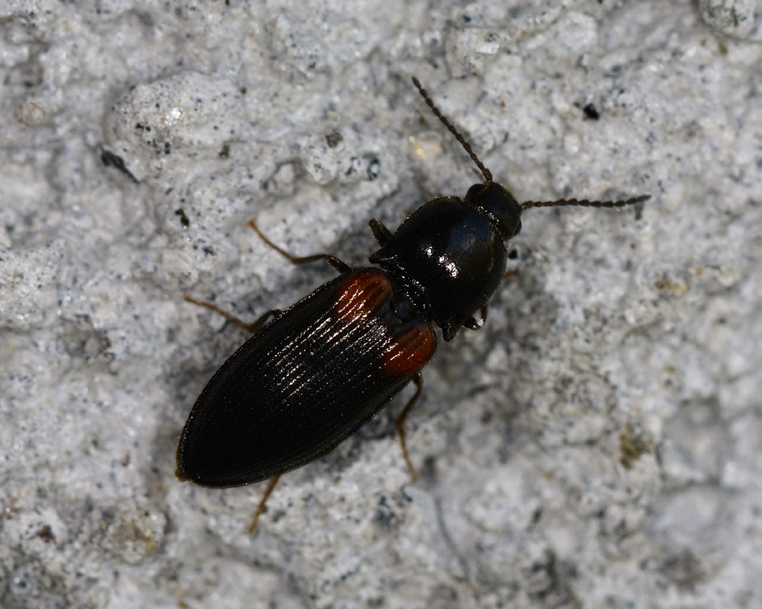 Elateridae:  Calambus bipustulatus