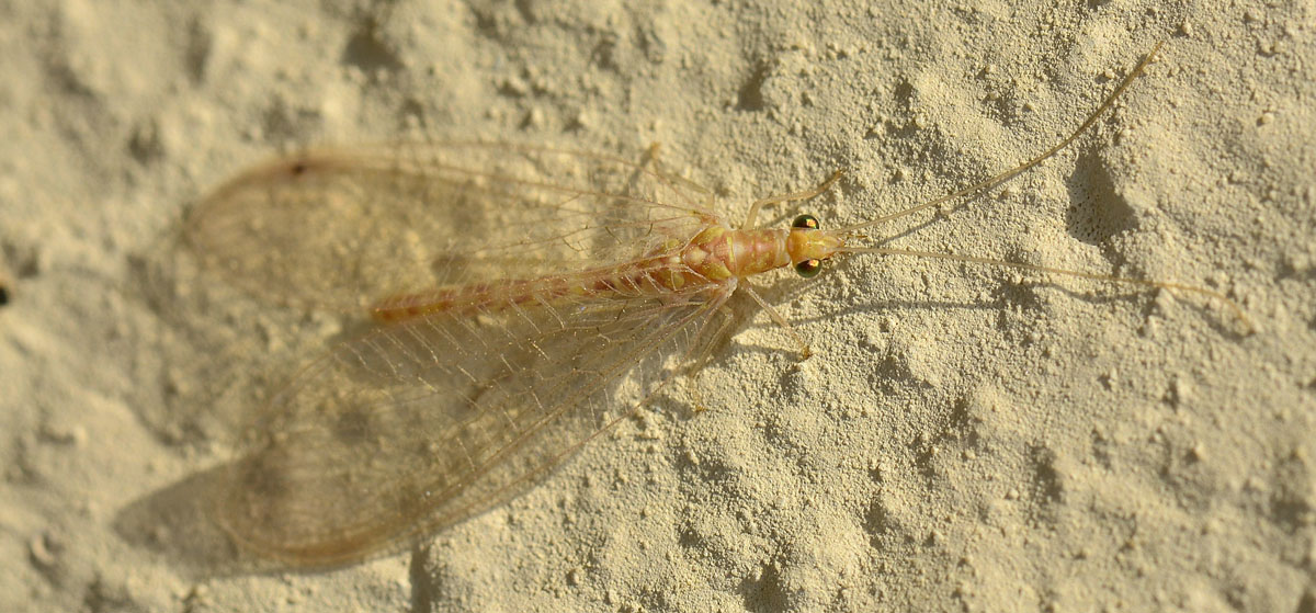 Chrysoperla sp. (pallida o carnea)