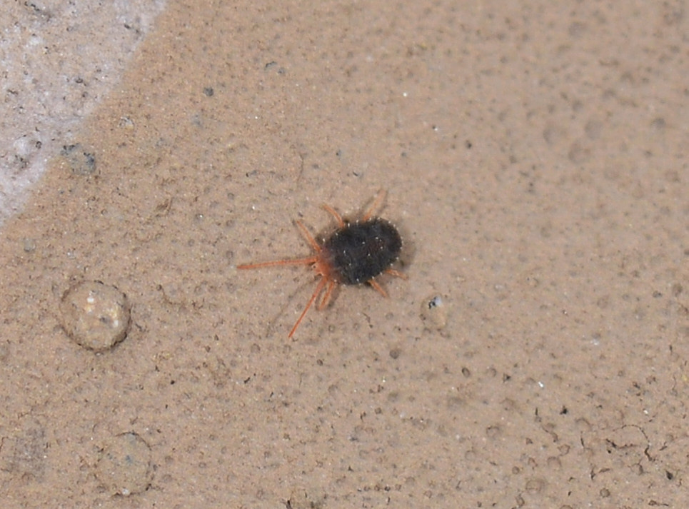 Bryobia sp. (Tetranychidae)