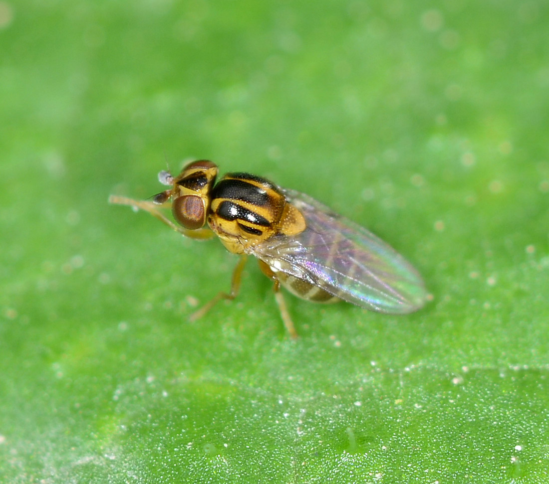 Chloropidae 2