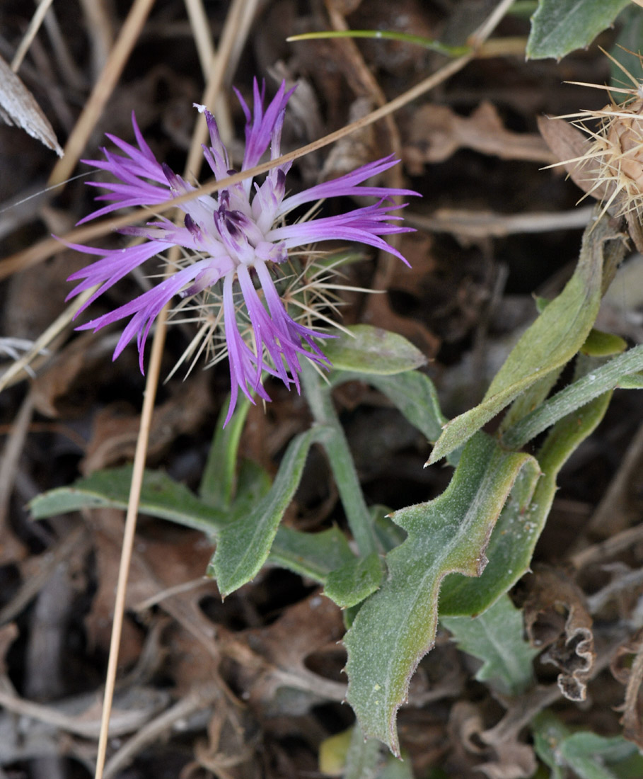 Centaurea sphaerocephala / Fiordaliso delle spiagge