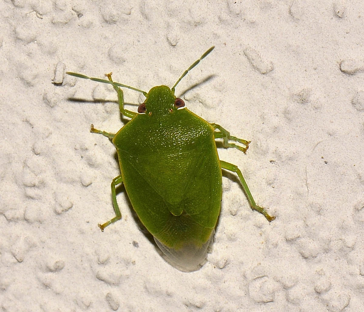 Pentatomidae: Acrosternum millierei, maschio