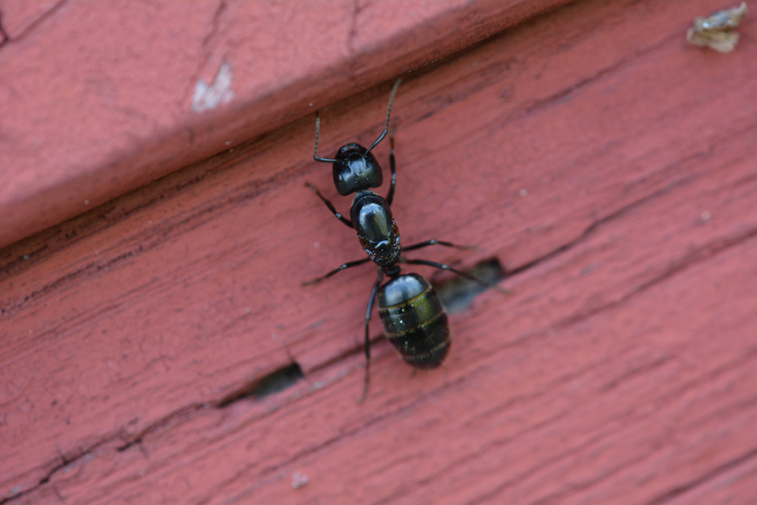 Camponotus herculeanus, regina