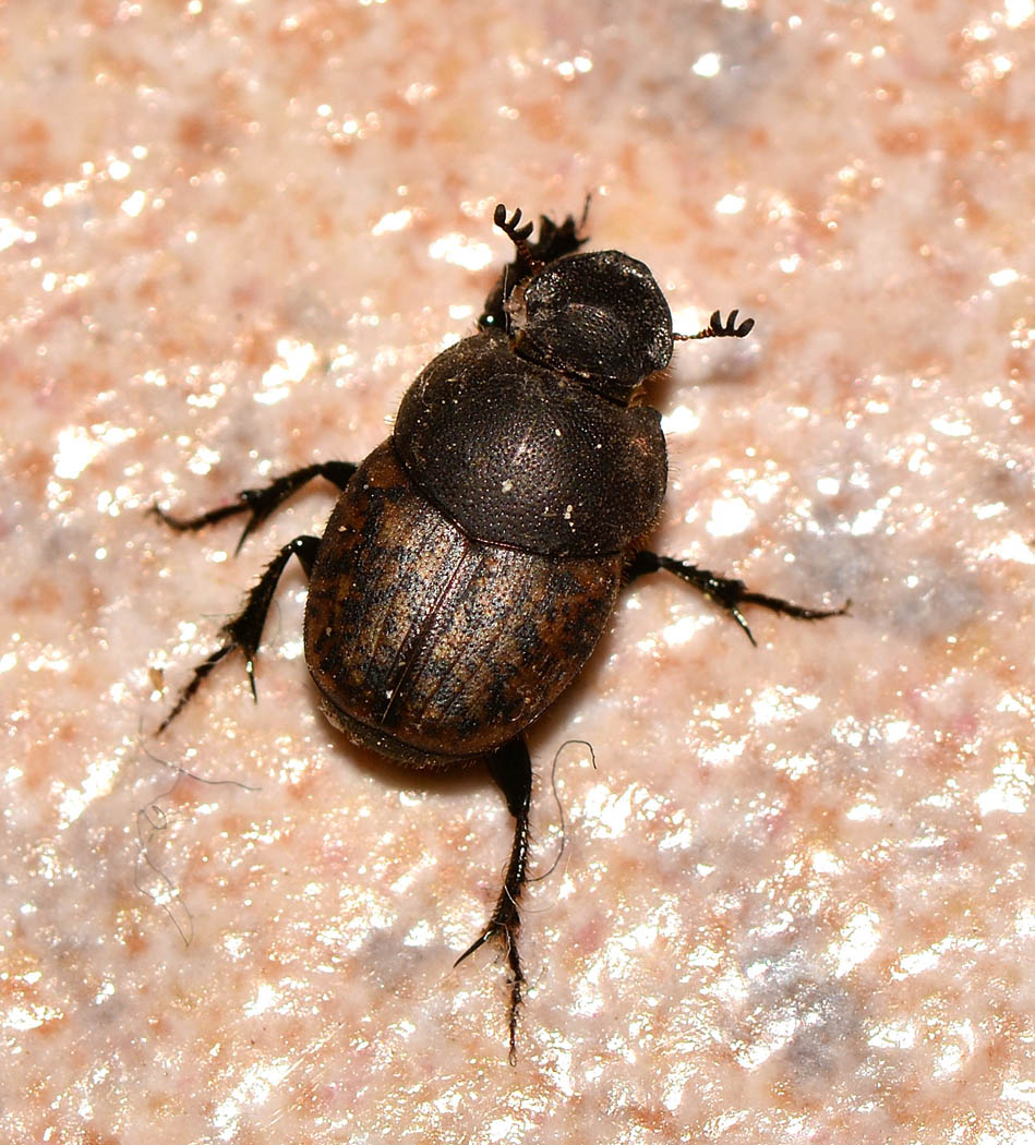 Aphodiidae? No, Onthophagus fracticornis, Scarabaeidae