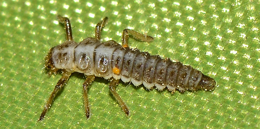 larva di Coccinellidae