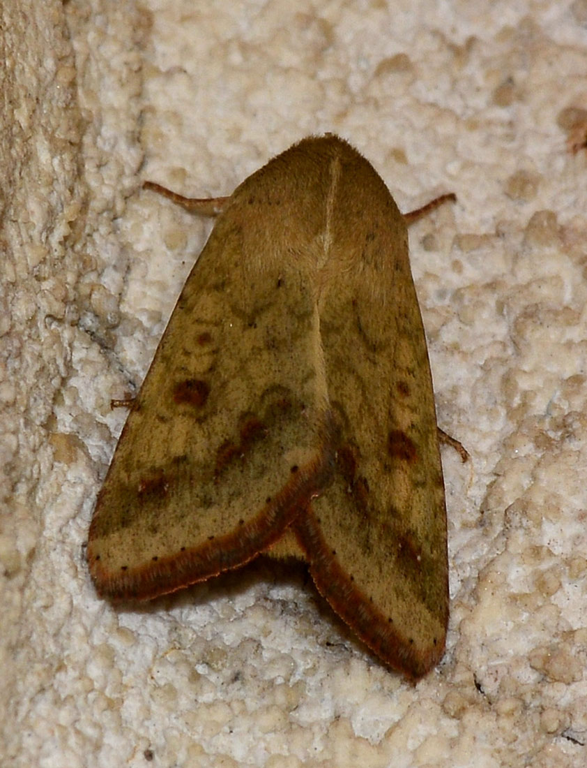 farfalla non id - Helicoverpa armigera