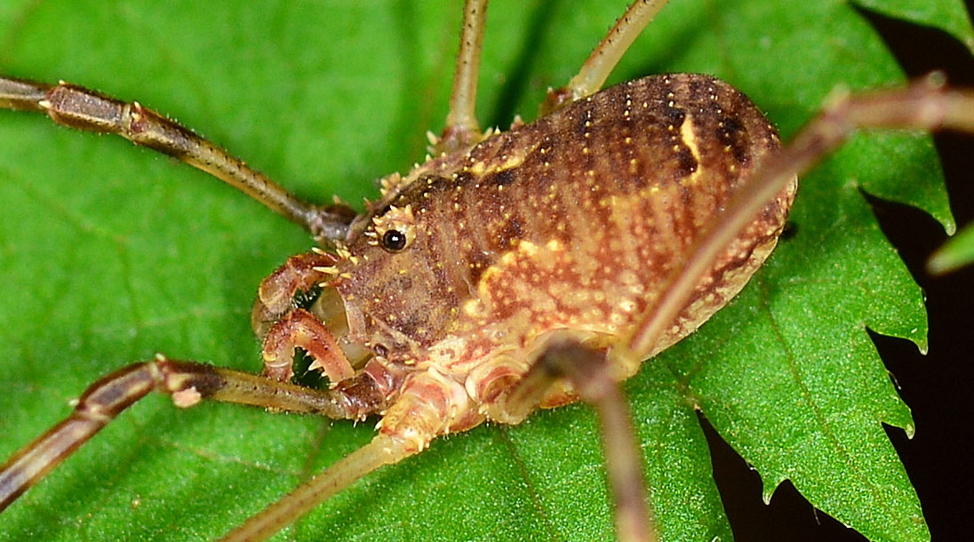 Oligolophus tridens ?  No, Lophopilio palpinalis (Phalangiidae)