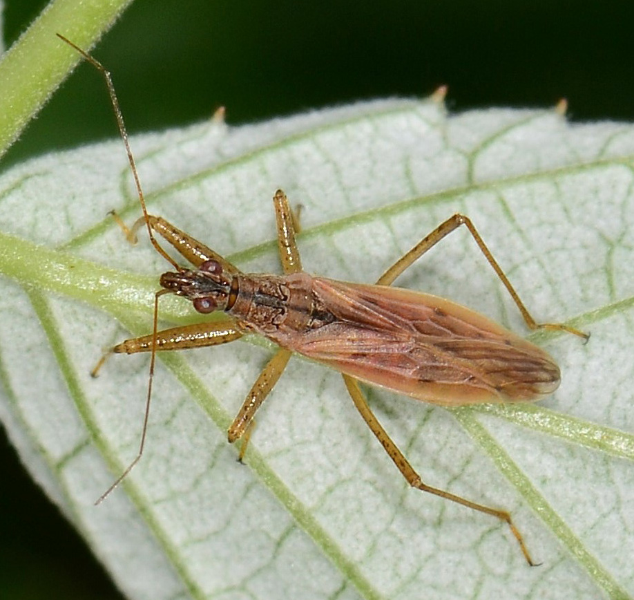 Nabidae:  Nabis sp.?  S,  Nabis cfr. occidentalis/rugosus