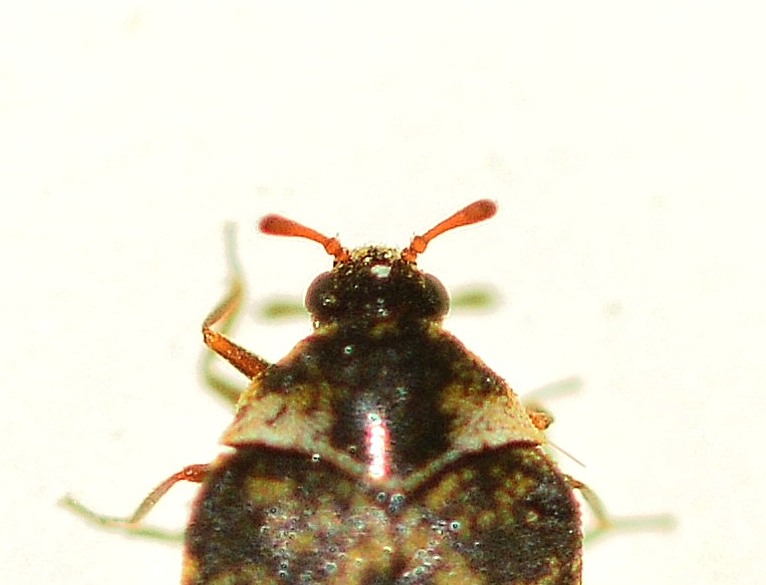 Dermestidae: Anthrenus fuscus