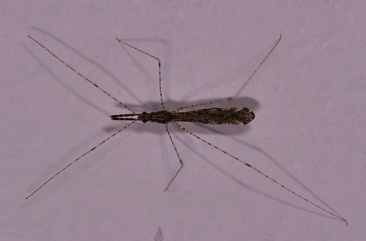 Reduviidae: Empicoris rubromaculatus